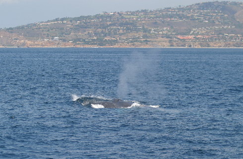 Whales Aug 2005
