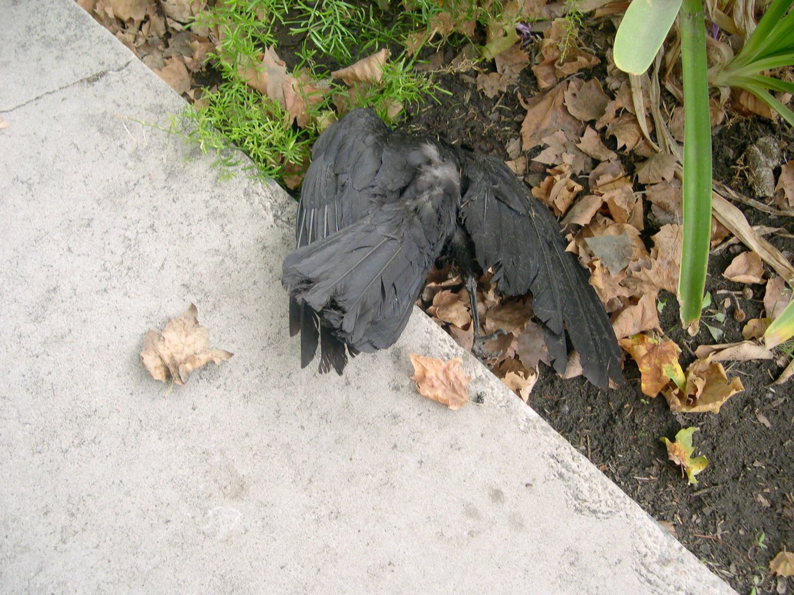 Cerritos crow, June 22
