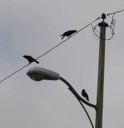 ELB crows