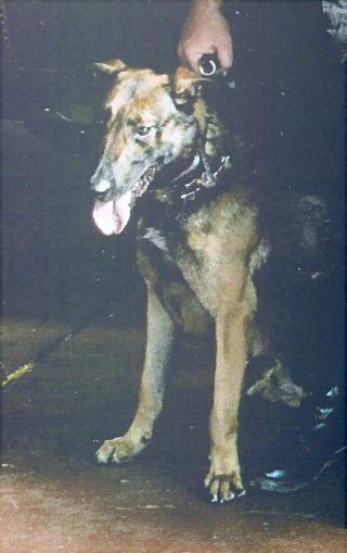 Drago police dog