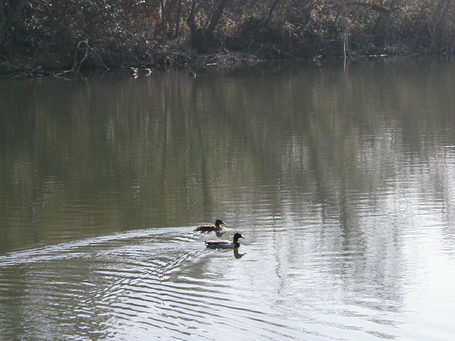 Nature Ctr ducks