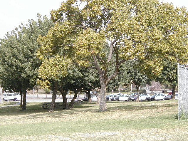 Scherer trees 2